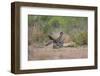 Greater Roadrunner (Geococcyx californianus) copulating-Larry Ditto-Framed Photographic Print