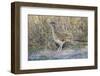 Greater Roadrunner (Geococcyx californianus) in grassland-Larry Ditto-Framed Photographic Print