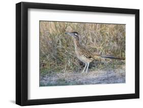 Greater Roadrunner (Geococcyx californianus) in grassland-Larry Ditto-Framed Photographic Print