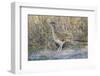 Greater Roadrunner (Geococcyx californianus) in grassland-Larry Ditto-Framed Photographic Print