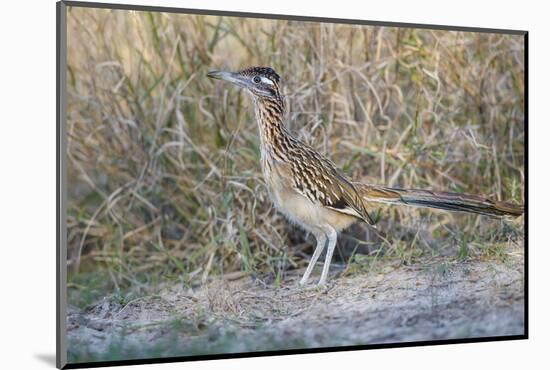 Greater Roadrunner (Geococcyx californianus) in grassland-Larry Ditto-Mounted Photographic Print