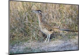 Greater Roadrunner (Geococcyx californianus) in grassland-Larry Ditto-Mounted Photographic Print