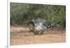 Greater roadrunner (Geococcyx californianus) in habitat.-Larry Ditto-Framed Photographic Print