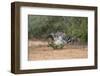 Greater roadrunner (Geococcyx californianus) in habitat.-Larry Ditto-Framed Photographic Print