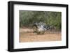 Greater roadrunner (Geococcyx californianus) in habitat.-Larry Ditto-Framed Photographic Print