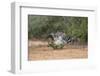 Greater roadrunner (Geococcyx californianus) in habitat.-Larry Ditto-Framed Photographic Print