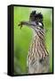 Greater Roadrunner (Geococcyx Californianus) with Nuptial Gift Calling Mate-Claudio Contreras-Framed Stretched Canvas