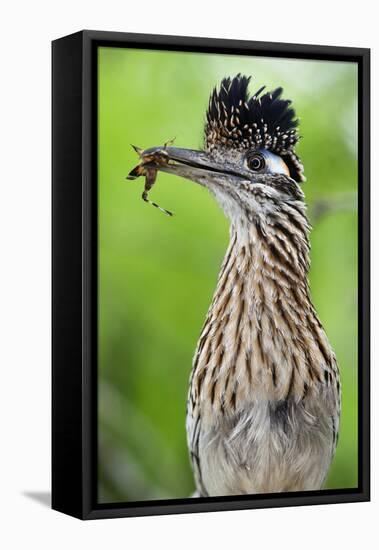 Greater Roadrunner (Geococcyx Californianus) with Nuptial Gift Calling Mate-Claudio Contreras-Framed Stretched Canvas