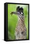 Greater Roadrunner (Geococcyx Californianus) with Nuptial Gift Calling Mate-Claudio Contreras-Framed Stretched Canvas