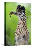 Greater Roadrunner (Geococcyx Californianus) with Nuptial Gift Calling Mate-Claudio Contreras-Stretched Canvas