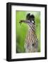 Greater Roadrunner (Geococcyx Californianus) with Nuptial Gift Calling Mate-Claudio Contreras-Framed Photographic Print