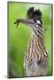 Greater Roadrunner (Geococcyx Californianus) with Nuptial Gift Calling Mate-Claudio Contreras-Mounted Photographic Print