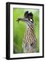 Greater Roadrunner (Geococcyx Californianus) with Nuptial Gift Calling Mate-Claudio Contreras-Framed Photographic Print
