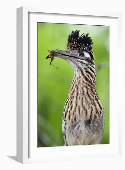 Greater Roadrunner (Geococcyx Californianus) with Nuptial Gift Calling Mate-Claudio Contreras-Framed Photographic Print