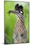 Greater Roadrunner (Geococcyx Californianus) with Nuptial Gift Calling Mate-Claudio Contreras-Mounted Photographic Print