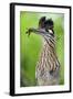 Greater Roadrunner (Geococcyx Californianus) with Nuptial Gift Calling Mate-Claudio Contreras-Framed Photographic Print