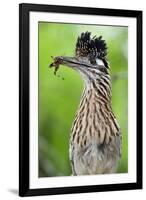 Greater Roadrunner (Geococcyx Californianus) with Nuptial Gift Calling Mate-Claudio Contreras-Framed Photographic Print