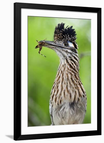 Greater Roadrunner (Geococcyx Californianus) with Nuptial Gift Calling Mate-Claudio Contreras-Framed Photographic Print