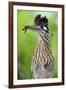 Greater Roadrunner (Geococcyx Californianus) with Nuptial Gift Calling Mate-Claudio Contreras-Framed Photographic Print