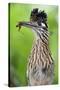 Greater Roadrunner (Geococcyx Californianus) with Nuptial Gift Calling Mate-Claudio Contreras-Stretched Canvas