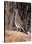 Greater Roadrunner, New Mexico-Elizabeth DeLaney-Stretched Canvas