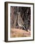 Greater Roadrunner, New Mexico-Elizabeth DeLaney-Framed Photographic Print