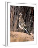 Greater Roadrunner, New Mexico-Elizabeth DeLaney-Framed Photographic Print