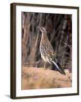 Greater Roadrunner, New Mexico-Elizabeth DeLaney-Framed Photographic Print