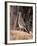 Greater Roadrunner, New Mexico-Elizabeth DeLaney-Framed Photographic Print