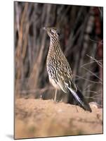 Greater Roadrunner, New Mexico-Elizabeth DeLaney-Mounted Photographic Print