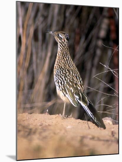 Greater Roadrunner, New Mexico-Elizabeth DeLaney-Mounted Photographic Print