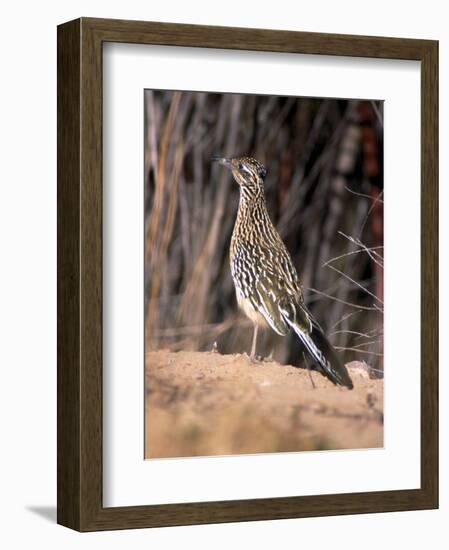 Greater Roadrunner, New Mexico-Elizabeth DeLaney-Framed Photographic Print