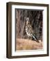 Greater Roadrunner, New Mexico-Elizabeth DeLaney-Framed Photographic Print