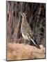 Greater Roadrunner, New Mexico-Elizabeth DeLaney-Mounted Photographic Print
