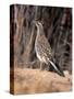 Greater Roadrunner, New Mexico-Elizabeth DeLaney-Stretched Canvas