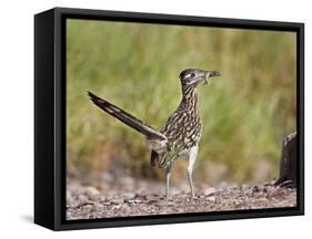 Greater Roadrunner, Texas, USA-Larry Ditto-Framed Stretched Canvas