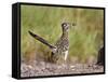 Greater Roadrunner, Texas, USA-Larry Ditto-Framed Stretched Canvas