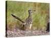 Greater Roadrunner, Texas, USA-Larry Ditto-Stretched Canvas