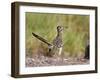 Greater Roadrunner, Texas, USA-Larry Ditto-Framed Photographic Print