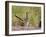 Greater Roadrunner, Texas, USA-Larry Ditto-Framed Photographic Print