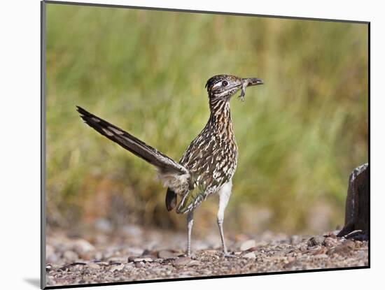 Greater Roadrunner, Texas, USA-Larry Ditto-Mounted Photographic Print