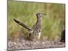 Greater Roadrunner, Texas, USA-Larry Ditto-Mounted Photographic Print