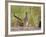 Greater Roadrunner, Texas, USA-Larry Ditto-Framed Photographic Print