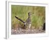 Greater Roadrunner, Texas, USA-Larry Ditto-Framed Photographic Print