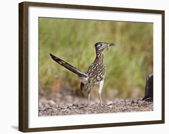 Greater Roadrunner, Texas, USA-Larry Ditto-Framed Photographic Print