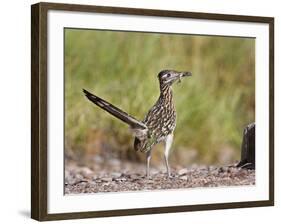 Greater Roadrunner, Texas, USA-Larry Ditto-Framed Photographic Print