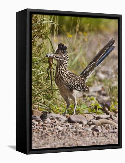 Greater Roadrunner, Texas, USA-Larry Ditto-Framed Stretched Canvas