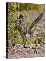 Greater Roadrunner, Texas, USA-Larry Ditto-Stretched Canvas