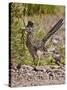 Greater Roadrunner, Texas, USA-Larry Ditto-Stretched Canvas