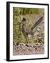 Greater Roadrunner, Texas, USA-Larry Ditto-Framed Premium Photographic Print